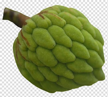 Sugar-apple Cherimoya Fruit, Custard Apple Fruit transparent background PNG clipart