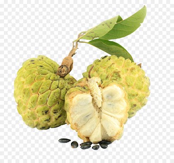 Sugar-apple Soursop Tea Fruit Sugar apple - tea 