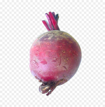 Sugar beet Beetroot Food - Beet PNG png download - 1155*1600 ...