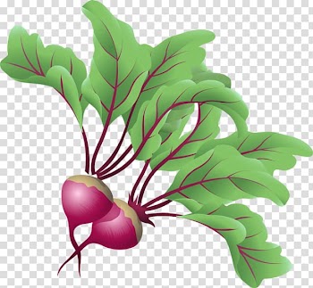 Sugar beet Beetroot Vegetable , Beets transparent background PNG clipart