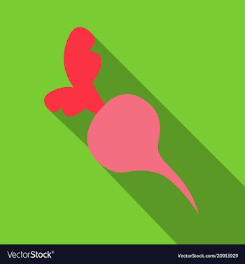 Sugar beet isolated - healthy vegetable nutrition vector image