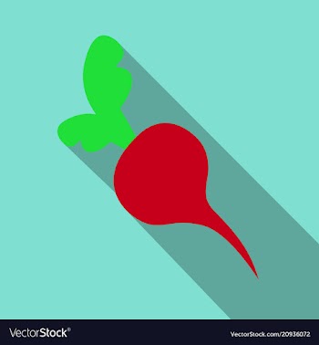 Sugar beet isolated - healthy vegetable nutrition vector image