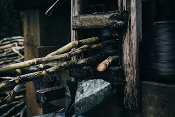 Sugar Canes Being Pressed in the Machine