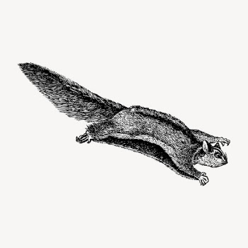 Sugar glider clipart, vintage v | Free Vector - rawpixel