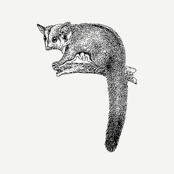 Sugar glider collage element, vintage | Free PSD Illustration - rawpixel