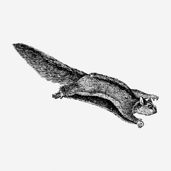 Sugar glider drawing, vintage animal | Free Photo - rawpixel