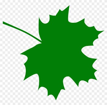 Sugar Maple Leaf Clipart Kid - Green Maple Leaf Clip Art