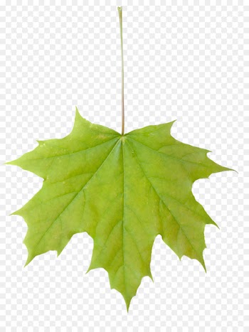 Sugar maple Maple leaf Acer macrophyllum Tree - leafs 