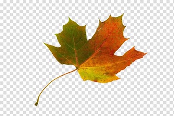 Sugar maple Maple leaf Japanese maple Autumn leaf color, autumn leaves transparent background PNG clipart