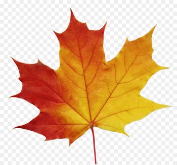 Sugar maple Maple leaf Stock photography Clip art - maple leaf 