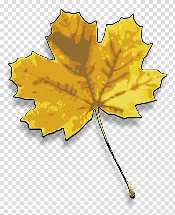 Sugar maple Red maple Maple leaf , Of Maple Leaves transparent background PNG clipart