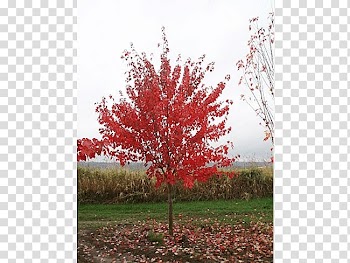 Sugar maple Shade tree Shrub Deciduous, deciduous specimens transparent background PNG clipart