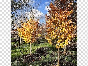 Sugar maple Tree Acer nigrum Autumn Shrub, deciduous specimens transparent background PNG clipart