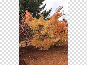 Sugar maple Tree Deciduous Larch Nursery, deciduous specimens transparent background PNG clipart