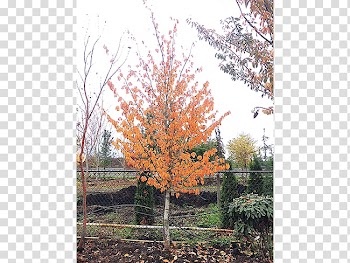 Sugar maple Tree Shrub Autumn leaf color Deciduous, deciduous specimens transparent background PNG clipart