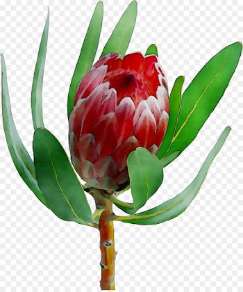 Sugarbushes Floristry Cut flowers Tulip Peony -  