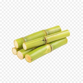 Sugarcane Saccharum officinarum Icon - Green cane cane sugar cane real shot chart 