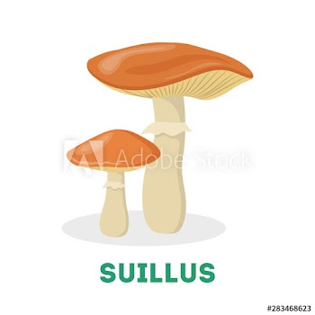 Suillus mushroom
