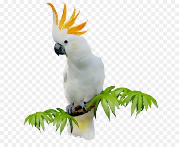 Sulphur-crested cockatoo Clip art Portable Network Graphics Bird GIF -  