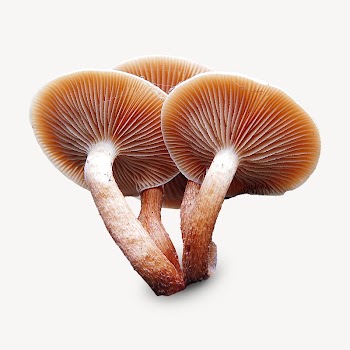 Sulphur tufts mushrooms isolated design | Free Photo - rawpixel