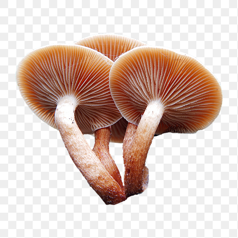 Sulphur tufts mushrooms png sticker, | Free PNG - rawpixel
