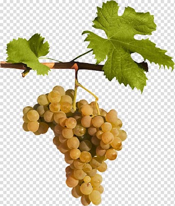 Sultana Grape leaves Seedless fruit Grapevines, Orange grapes transparent background PNG clipart