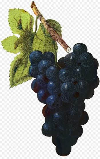 Sultana, Zante Currant, Grape, Grape Leaves PNG