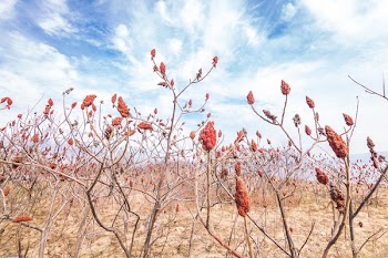 Sumac Field On Spring Afternoon