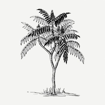 Sumac tree drawing, vintage botanical | Free PSD - rawpixel