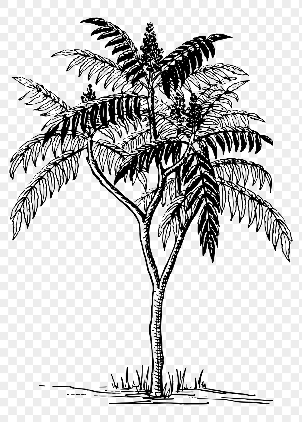 Sumac tree png sticker, vintage | Free PNG - rawpixel