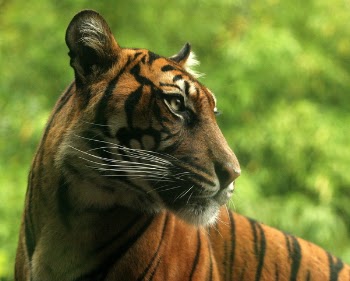 sumatran_tiger_2.jpg