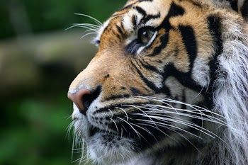 sumatran_tiger.jpg