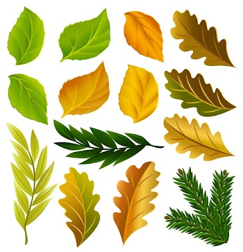 summer and autumn leaves collection vector illustration