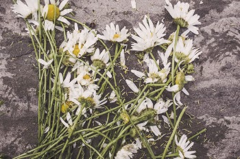 Summer Daisies Free Photo 