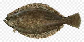 Summer flounder Fishing Paralichthys lethostigma - BAKE FISH 