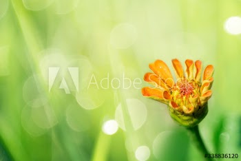 Summer flower bloom