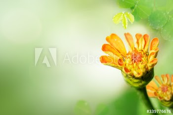 Summer flower bloom
