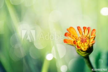 Summer flower bloom