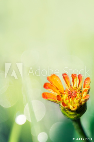 Summer flower bloom
