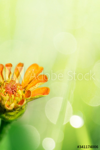 Summer flower bloom