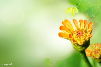 Summer flower bloom | Free stock photo - 588043