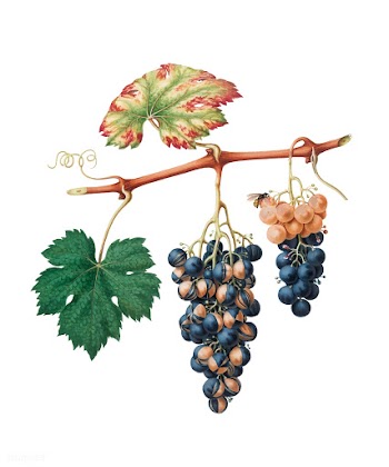Summer grape from Pomona Italiana (1817 - 183.. | Free stock vector - 488033