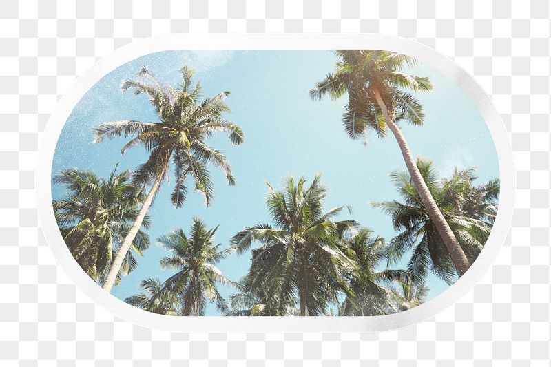 Summer png palm trees, printable | Free PNG - rawpixel