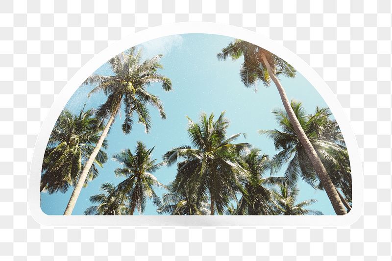 Summer png palm trees, printable | Free PNG - rawpixel