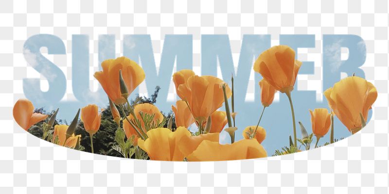 Summer png word sticker, poppy | Free PNG - rawpixel