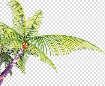 Summer Poster, Hand-painted cartoon coconut leaves transparent background PNG clipart