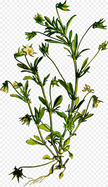 Summer savory Herbalism Herbaceous plant Plant stem -  