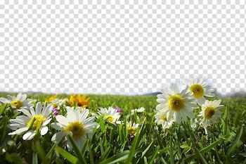 Summer Wells Plastics Ltd , White chrysanthemum flowers transparent background PNG clipart