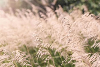 Summer Wheat Fields Free Photo 