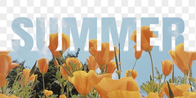 Summer word png border sticker, | Free PNG - rawpixel